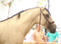 ATENTO ARENAS, Y. LAS ARENAS. CAMPEON JOVEN DEL CONCURSO